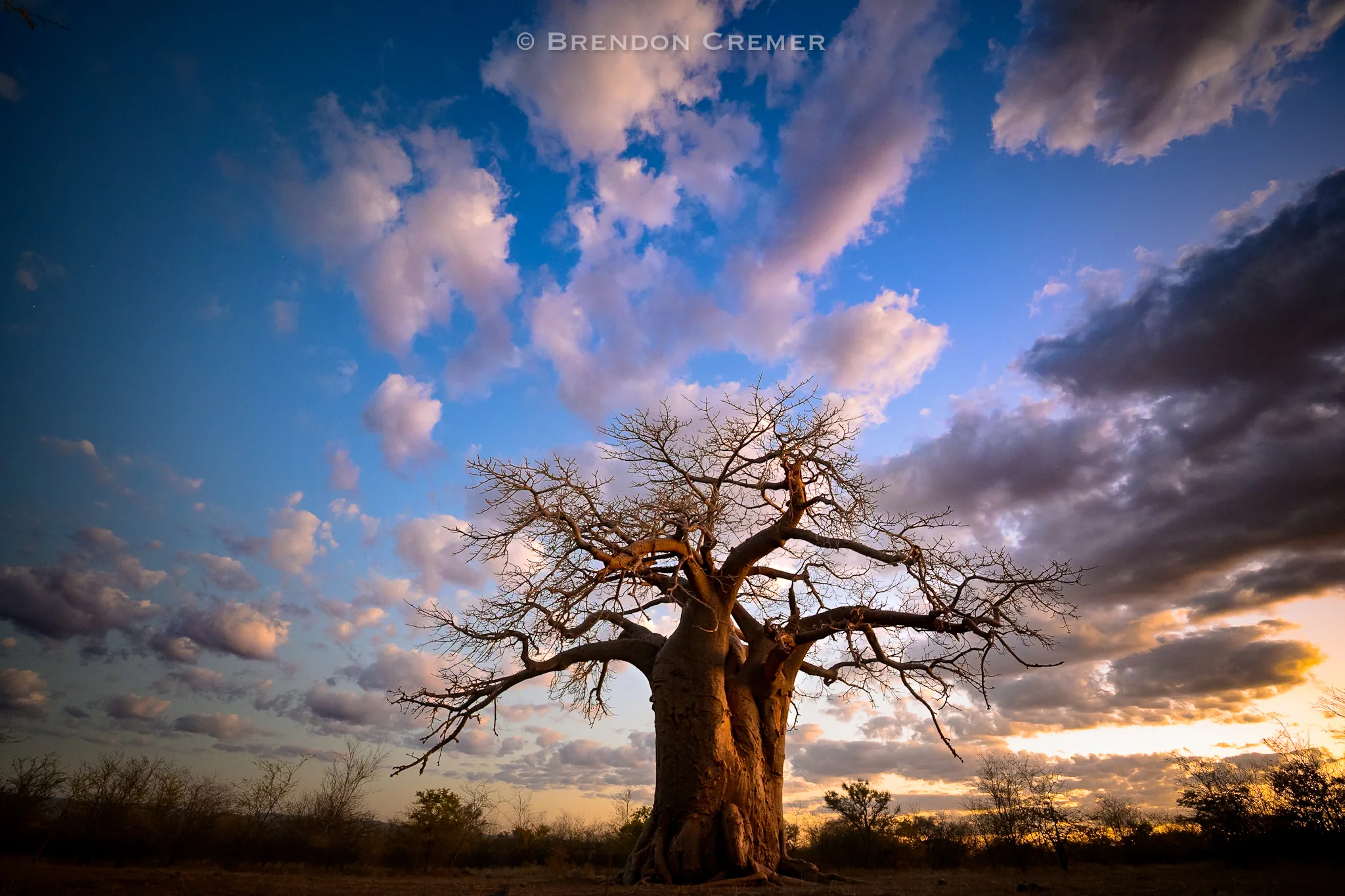 Baobabs and Stars Workshop Safari by Tusk Photo - Image 3