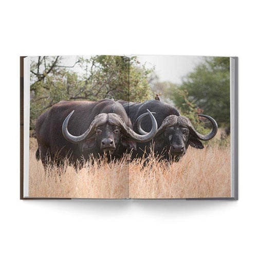The Big Seven: Adventures in Search of Africa‘s Iconic Species by Gerald Hinde & Will Taylor - Image 4