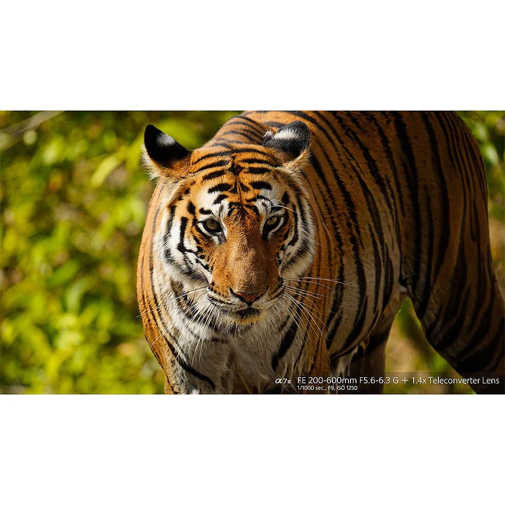 Sony FE 200-600mm f/5.6-6.3 G OSS Lens - Image 10