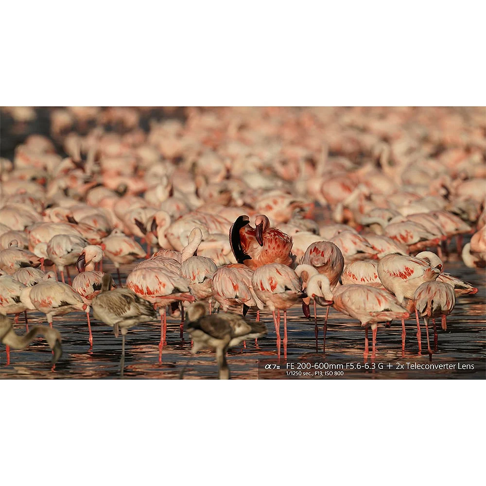 Sony FE 200-600mm f/5.6-6.3 G OSS Lens - Image 9