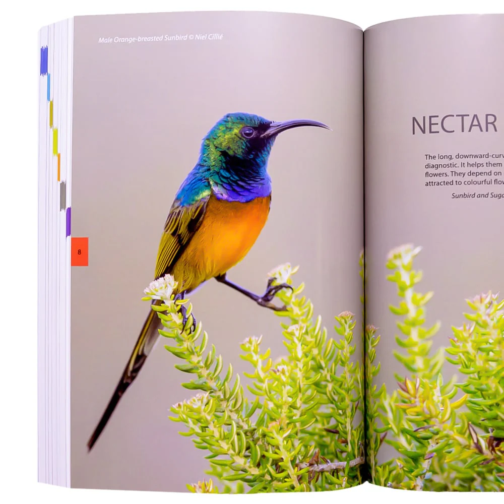 VELD Birds of Southern Africa: The complete photographic guide - Image 2